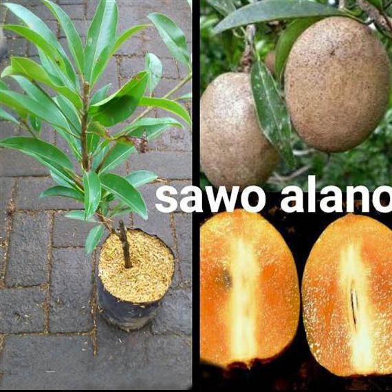 Tanaman Buah Sawo Alano Jumbo @_@