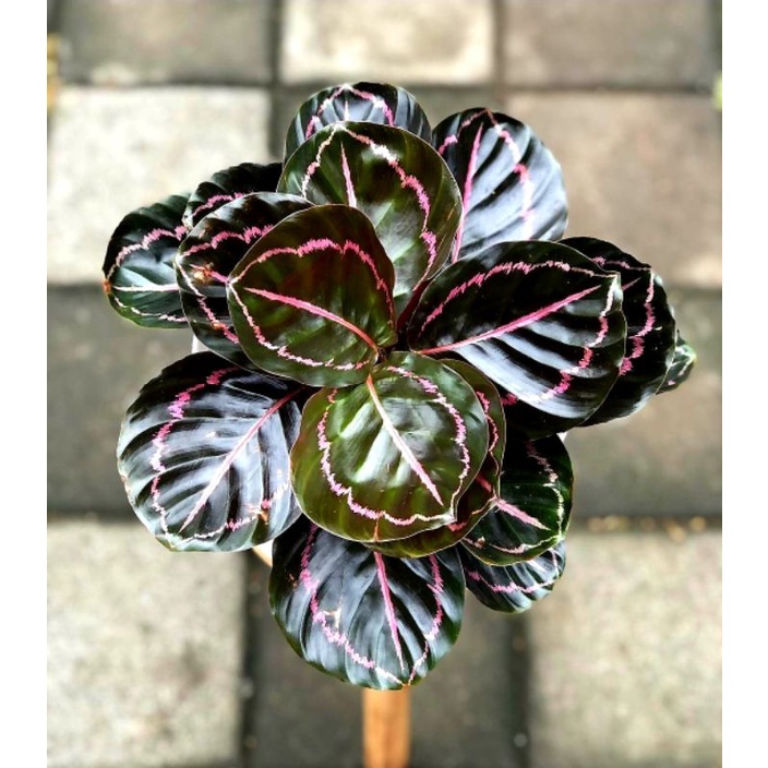 Calathea Black Lipstik [ Calathea Dottie ] Tanaman Hias Calathea Black Lipstik