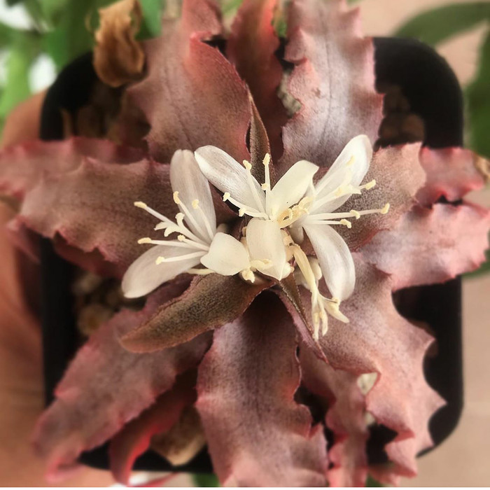 TANAMAN HIAS CRYPTANTHUS ACAULIS - BROMELIAD MINI