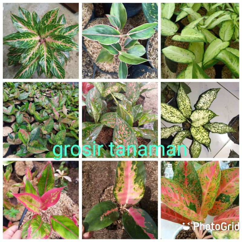 bunga aglonema anakan paket 9 jenis