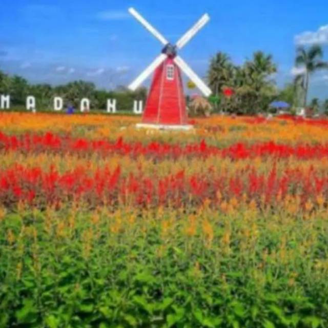 benih dan bibit bunga celosia