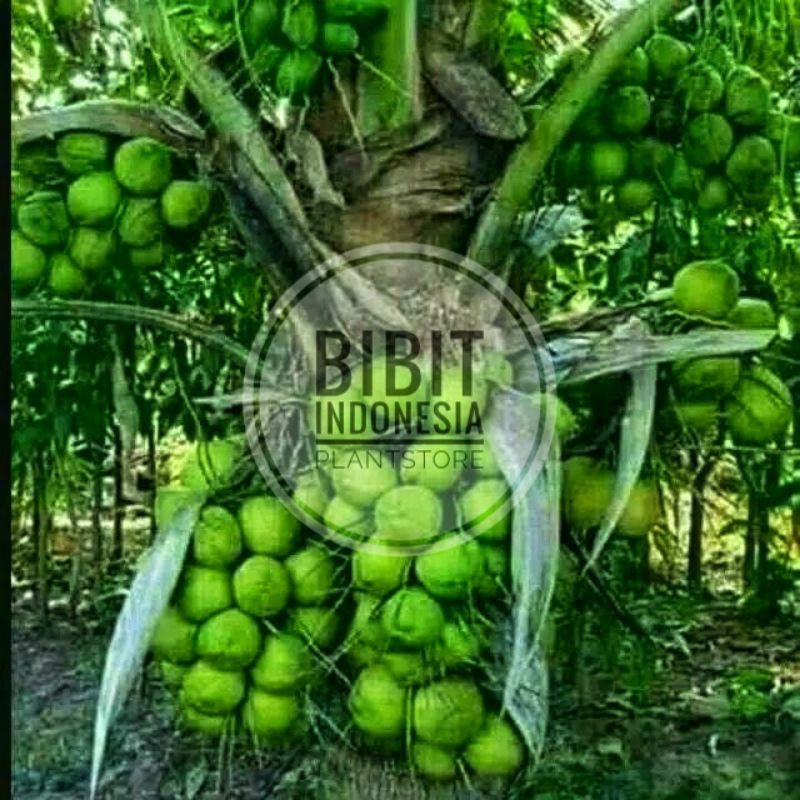 Bibit Kelapa Hijau Hibrida cepat BERBUAH