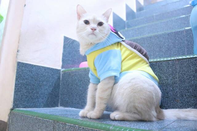 Kostum pokemon squirtle lucu untuk kucing dan anjing / baju kucing tangerang murah size S M L XL