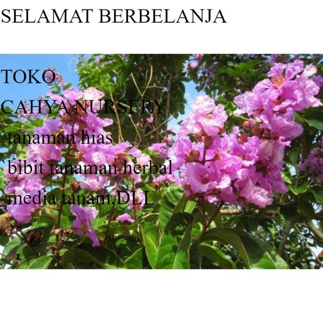 

PROMO Daun bungur segar 500gram organik siap petik