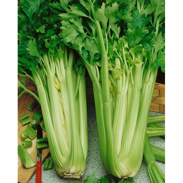250 Bibit Seledri Batang Besar Tall Utah Benih Tanaman Sayuran Celery Stick Premium Super Unggul-3