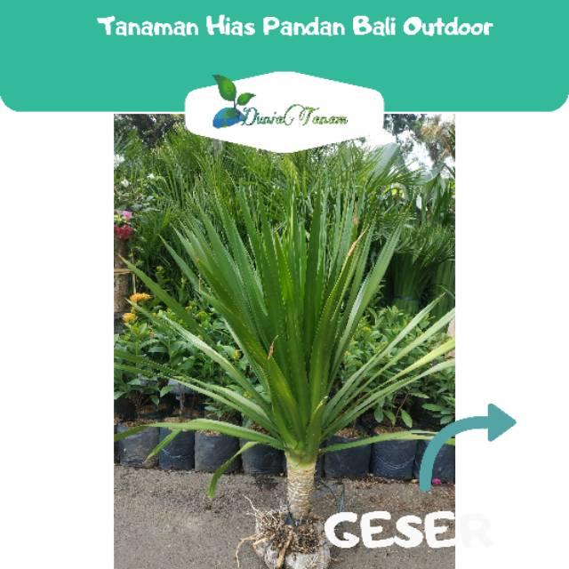 bibit tanaman pohon hias hidup pandan bali