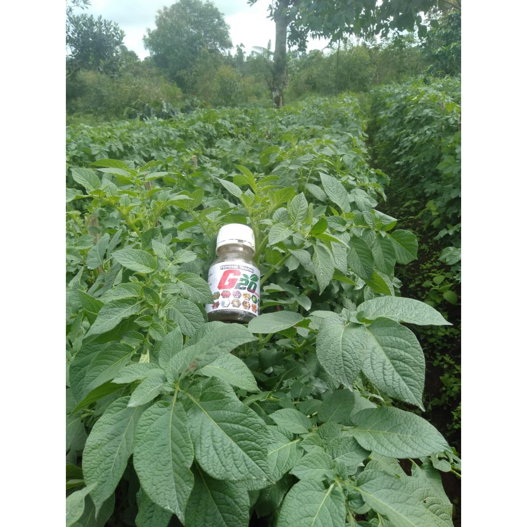 Pupuk NPK ZPT G20 POC Semi Organik Cair Terbaik Daun /Akar @250ml