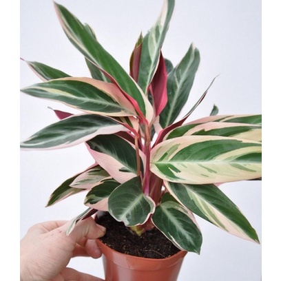Calathea Multicolor Tanaman Hias Calathea Multicolor Murah
