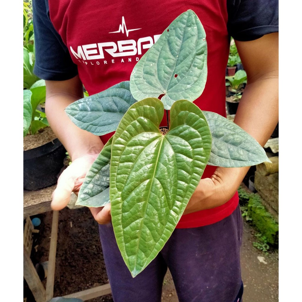 Anthurium Jemani Sirih Thailand