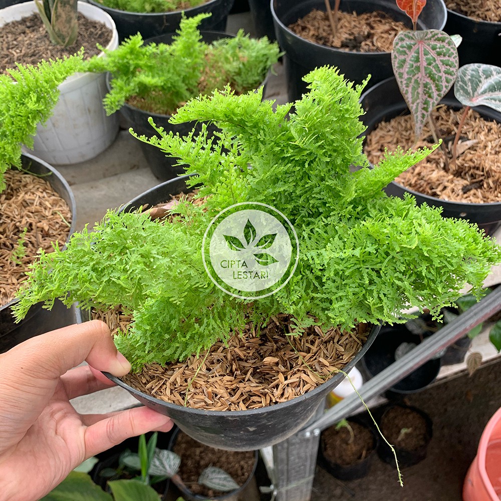 Tanaman Pakis Embun Bibit Pakis Embun Bunga Pakis Embun