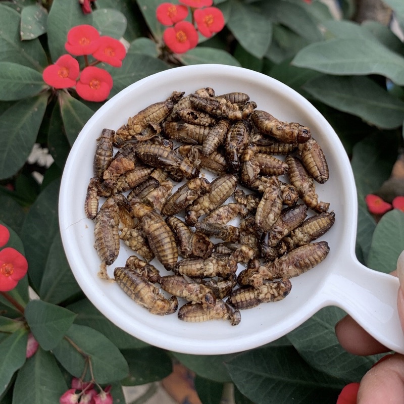 Dried Cricket | Jangkrik Kering | Makanan burung ikan hamster
