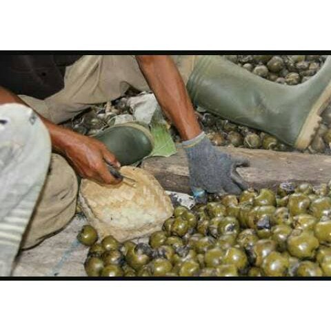 

500gr kolang kaling muda segar langsung dari petani ⠀⠀⠀⠀⠀