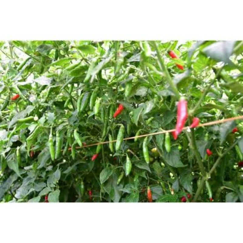 CABE RAWIT RAJO CAP PANAH MERAH