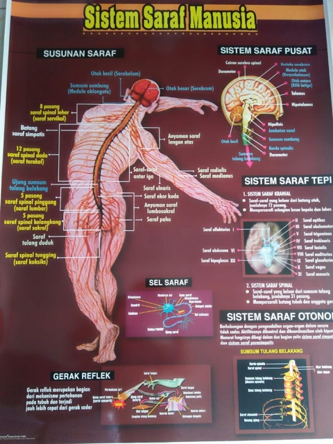 CARTA SISTEM SARAF MANUSIA / POSTER SISTEM SARAF MANUSIA / GAMABR SISTEM SARAF MANUSIA