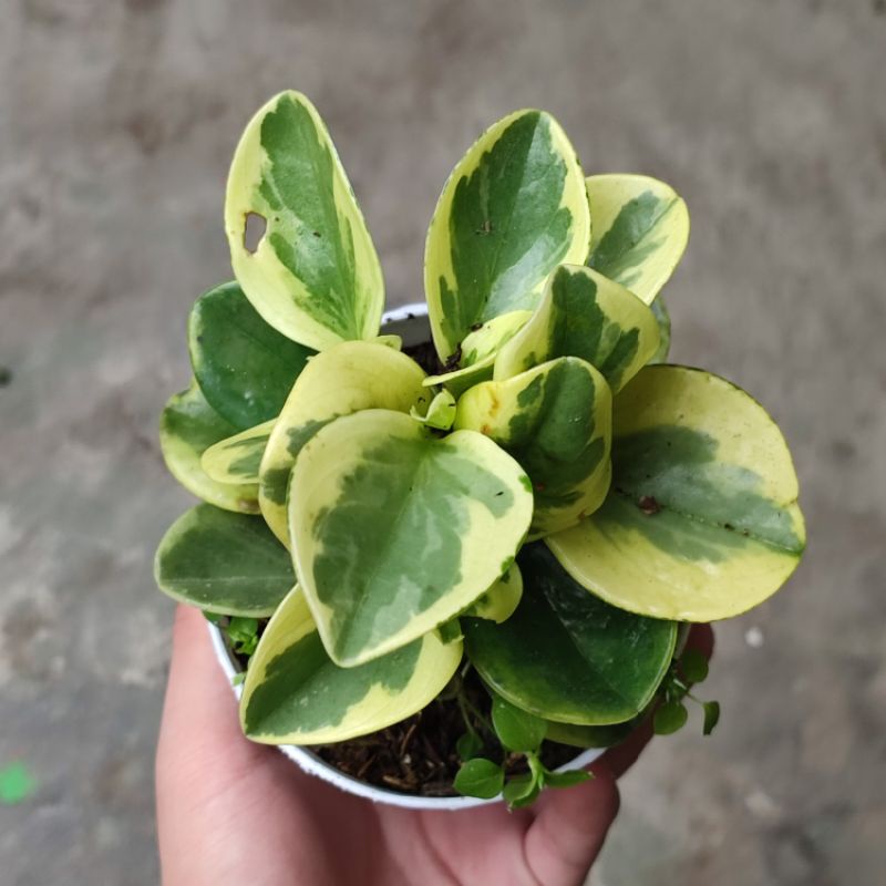 Peperomia variegata