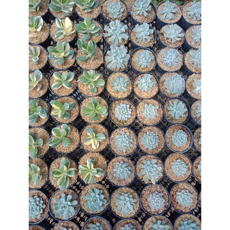 MURAH paket sukulen jumbo 25pcs diameter pot 10cm..dapet GRATIS pot