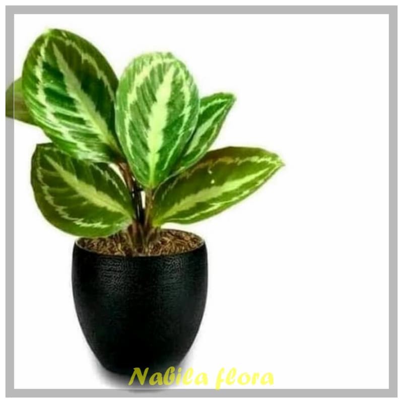 Tanaman Hias indoor Calatea Silver Back - Silverblack Kalateaa murah