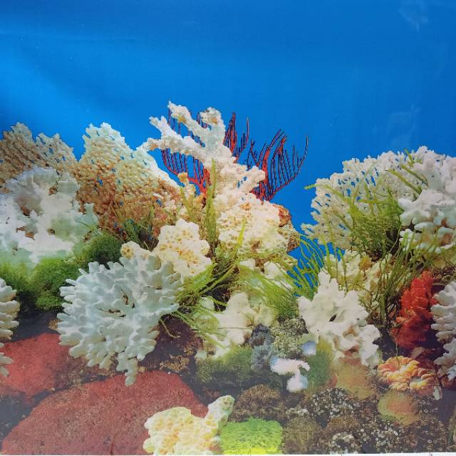 WALPAPER BIGRON GAMBAR AQUARIUM BISA COD