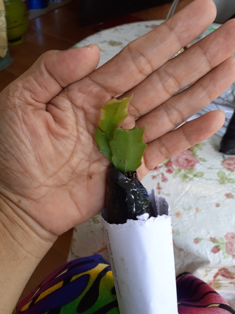 Tanaman Hias Bunga Kemuning - Pohon Kemuning