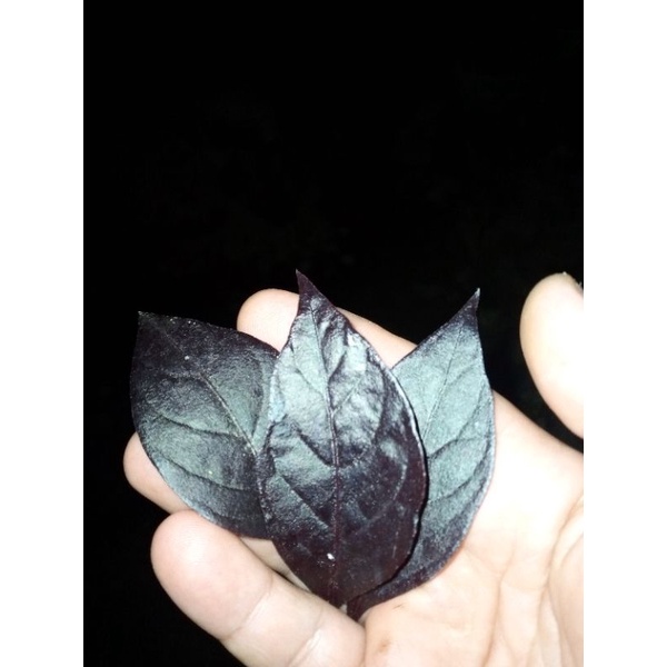 

sirih hitam temu ruas ( 3 daun segar )