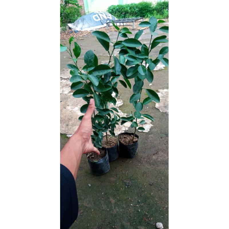 

BIBIT JERUK Nipis Murah (WISATA FLORA)