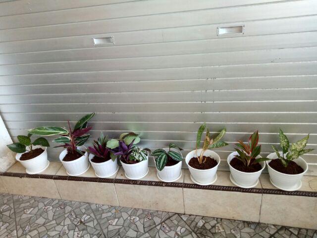 Tanaman Hias Murah 4 Aglonema/paket Aglaonema Hemat Aglo Donacarmen Lipstick Snow White Rotundum
