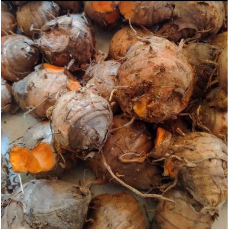 

Biyang kunyit 250 gram