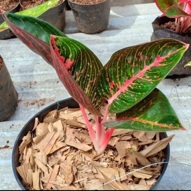 tanaman hias aglonema adelia- tanaman aglonema adelia