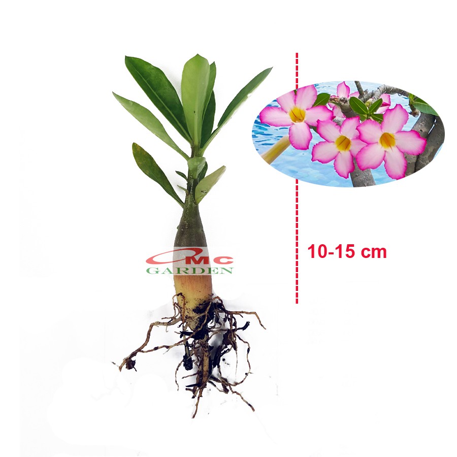 Bibit Benih Tanaman Bonsai Adenium Bonggol Besar Arabicum Obesum Kamboja Jepang B-KJ-A-1015