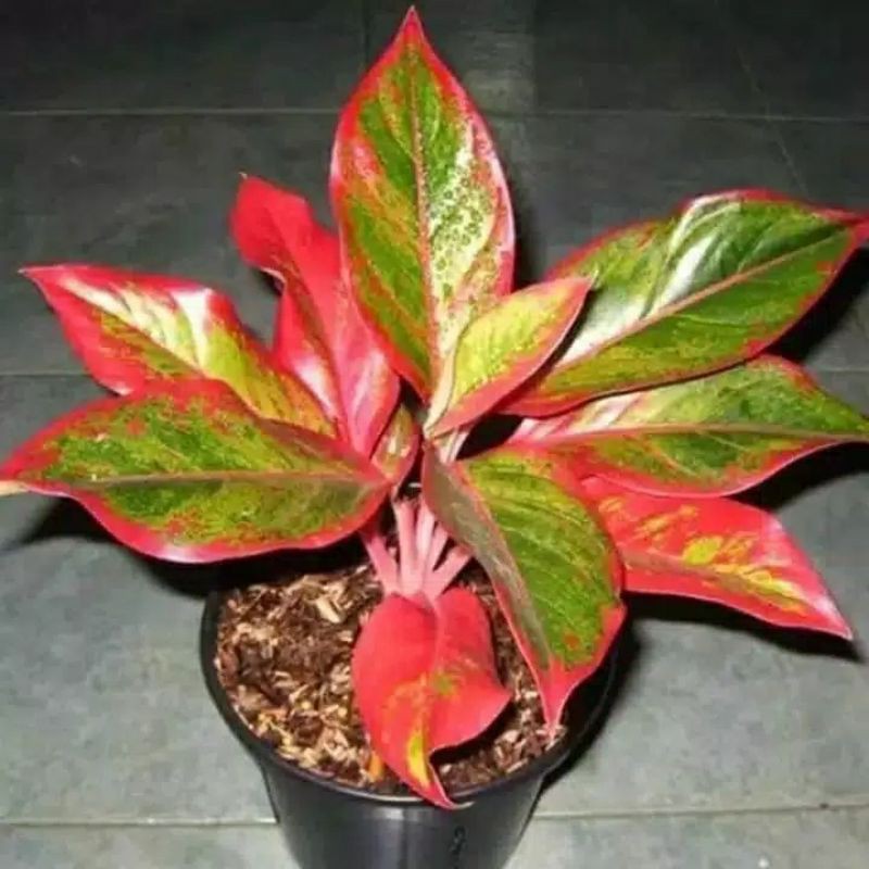 TANAMAN hias aglonema lipstik// tanaman aglonema lipstik