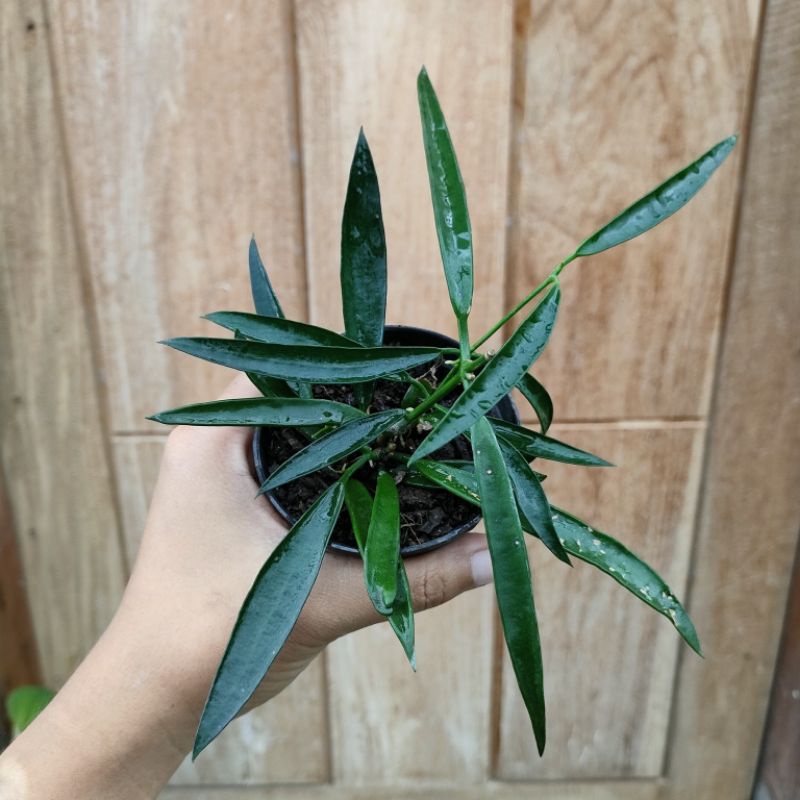 Tanaman Hias Dischidia Parasitica