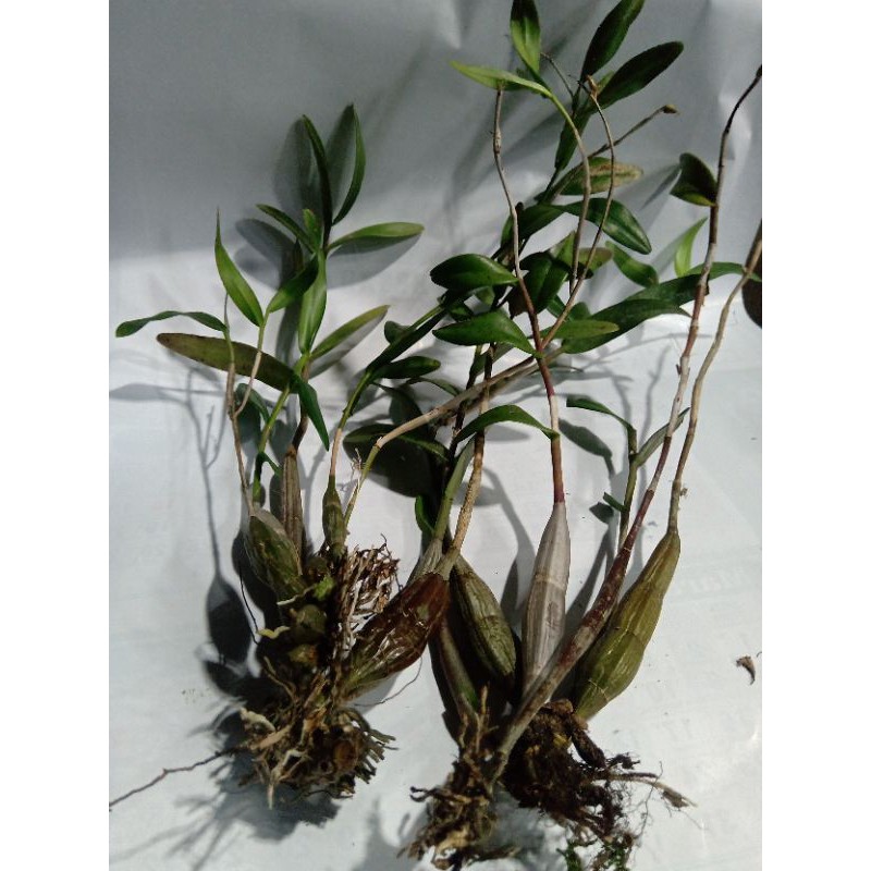 ANGGREK MERPATI / BIBIT ANGGREK MURAH / ANGGREK HIAS  / BENIH ANGGREK SUPER MURAH