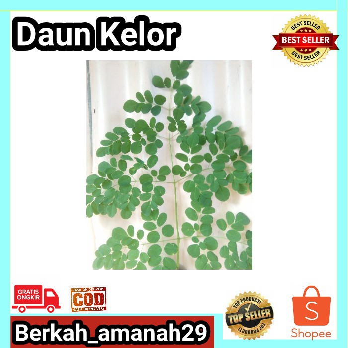 

Daun Kelor Segar di jual pertangkai siap petik Murah