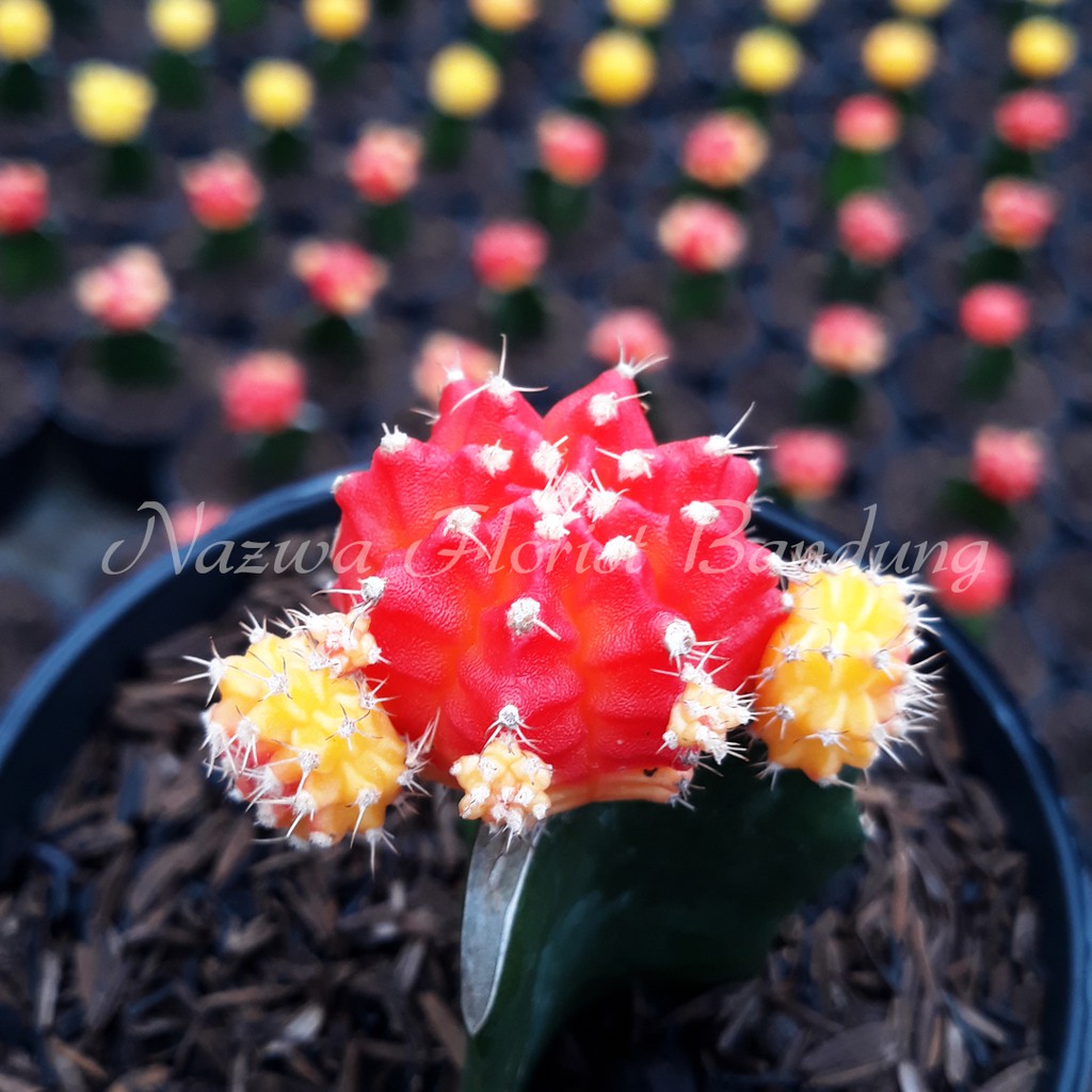 Kaktus // Gymno 2 Collor Import Korea