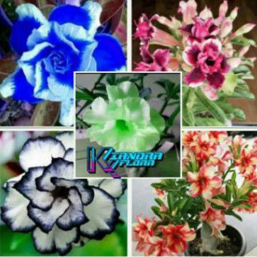 5 PAKET TANAMAN HIAS ADENIUM TUMPUK KAMBOJA