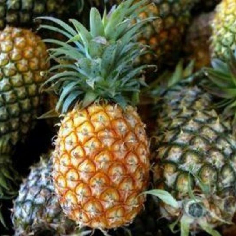 

Nanas bogor segar 1kg Mona Sayur Bandung satur online