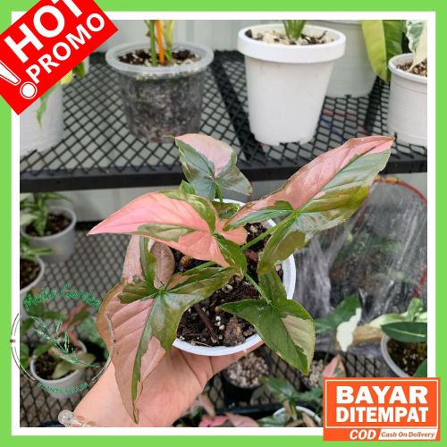 COD Syngonium Pink Splash | Tanaman Hias Syngonium Pink Splash