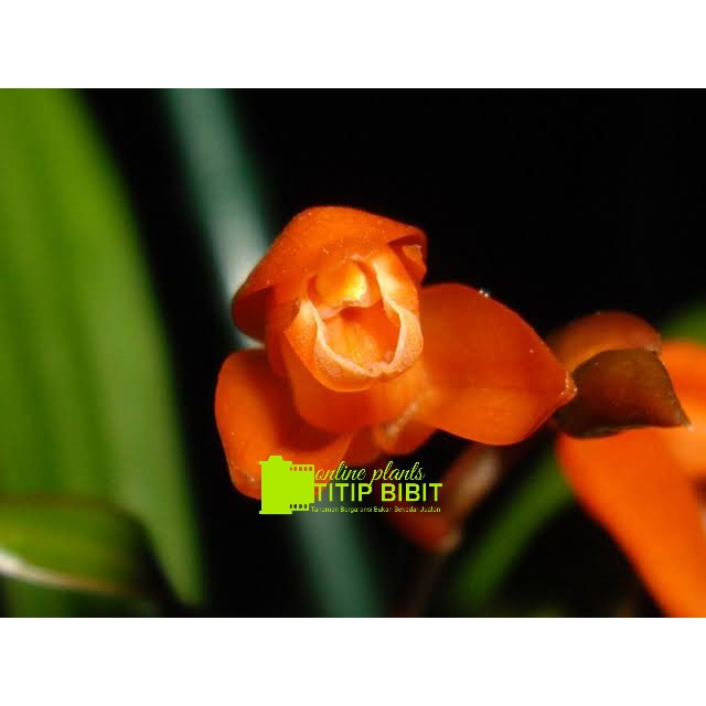 Anggrek spesies Coelogyne miniata