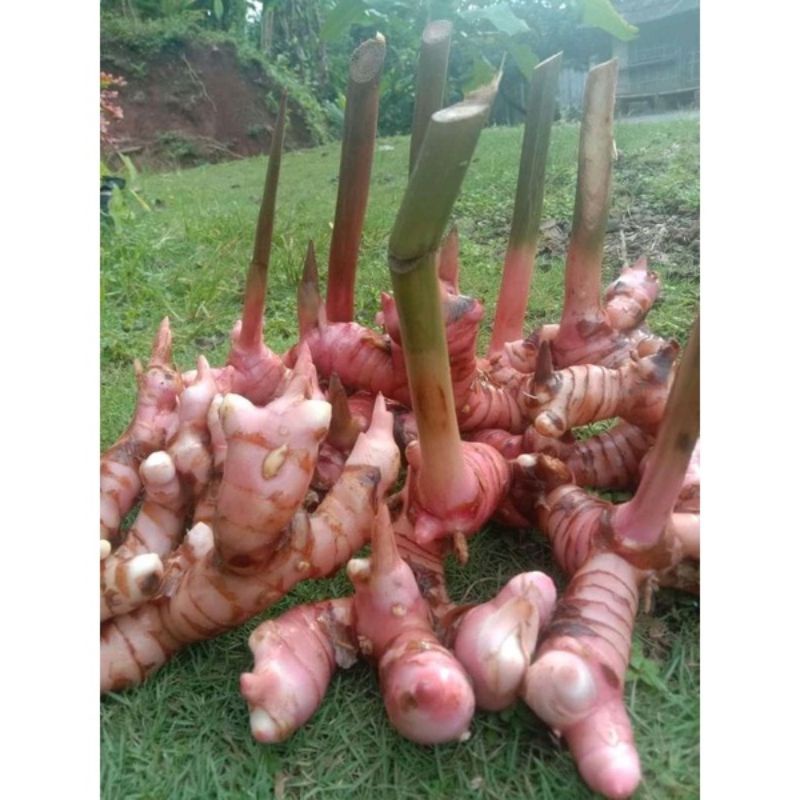 

Lengkuas seger