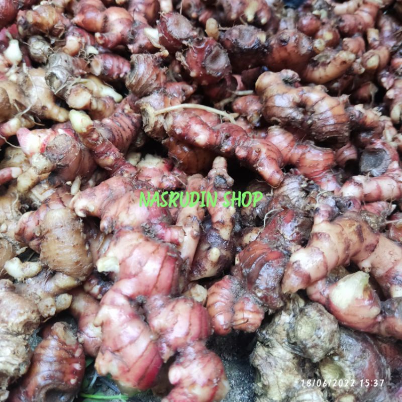 

JAHE MERAH SEGAR | UMBI JAHE MERAH SIAP KIRIM