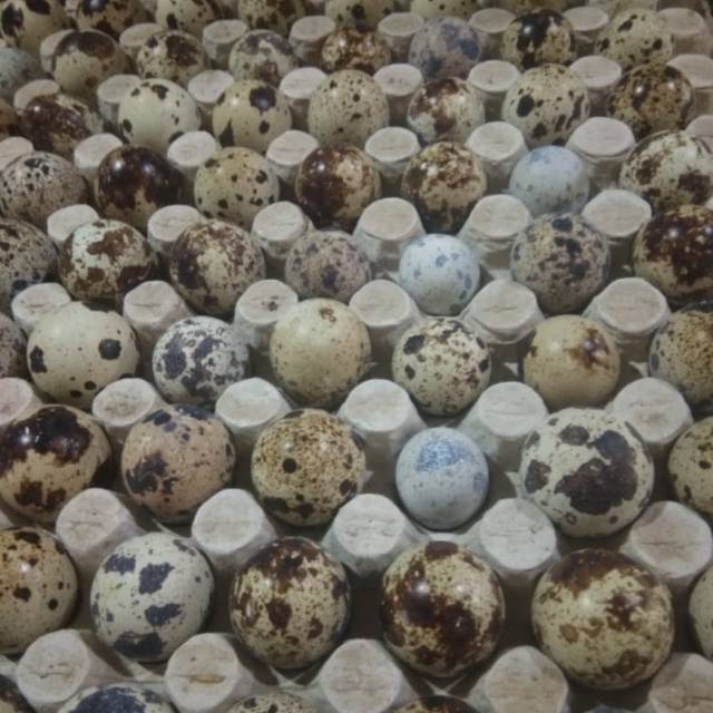 

Telur puyuh / 250 gr 8500