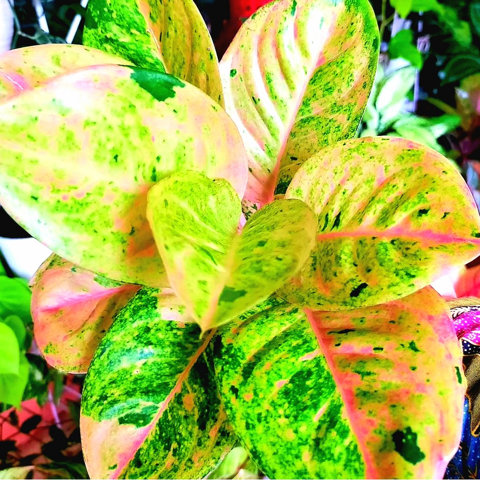 Aglonema Golden Siam  / bibit bunga / bunga hidup / tanaman / tanaman bunga / bunga hiasan /bunga ag