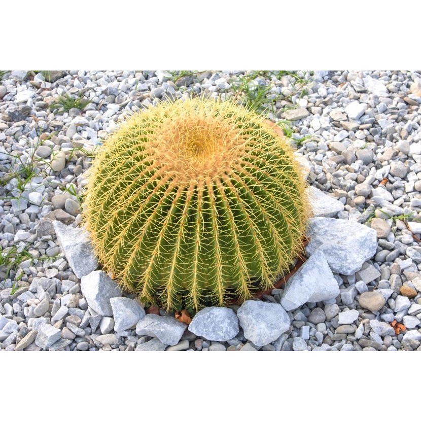 Jual Biji Benih Kaktus Echinocactus Grusonii Golden Impor ORIGINAL Shopee Indonesia