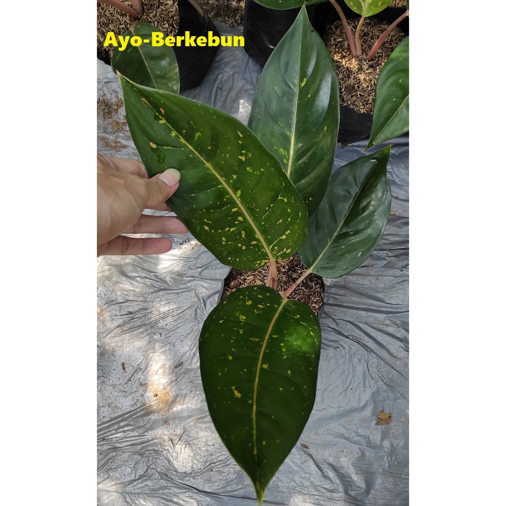 Tanaman Hias Aglonema BIgroy Hijau / Aglaonema Big Roy Hijau / Aglonema Big Roy Hijau