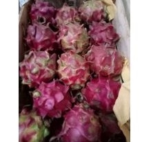 

Buah Naga Merah