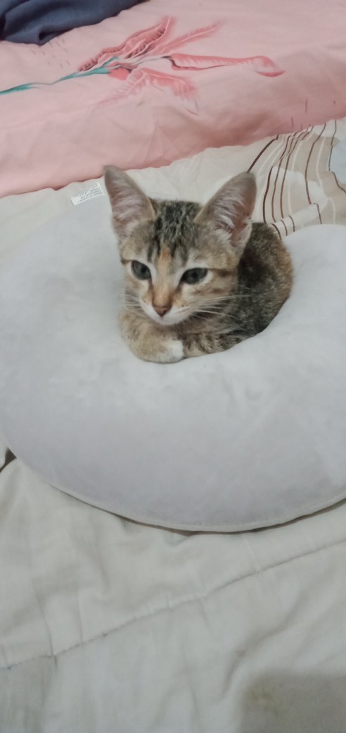 [25 Gr] Kain Lap Tangan Karakter / Polos Handuk Polos Kain Lap Hand Towel