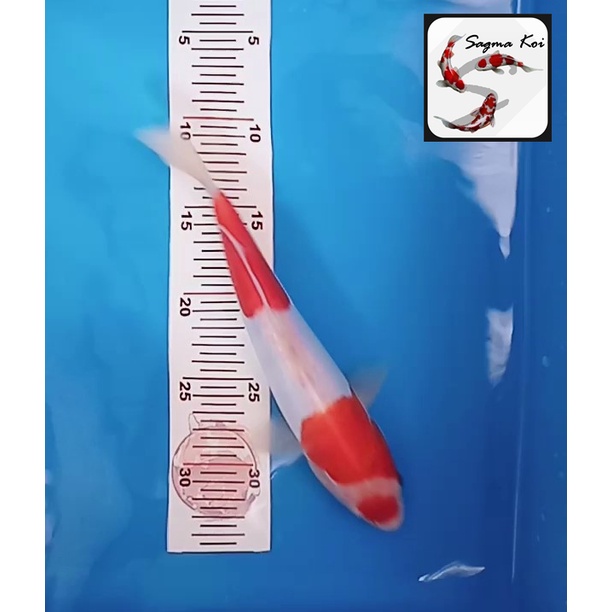 Koi Kohaku Doitsu Lokal Blitar Lokal Blitar 27 CM