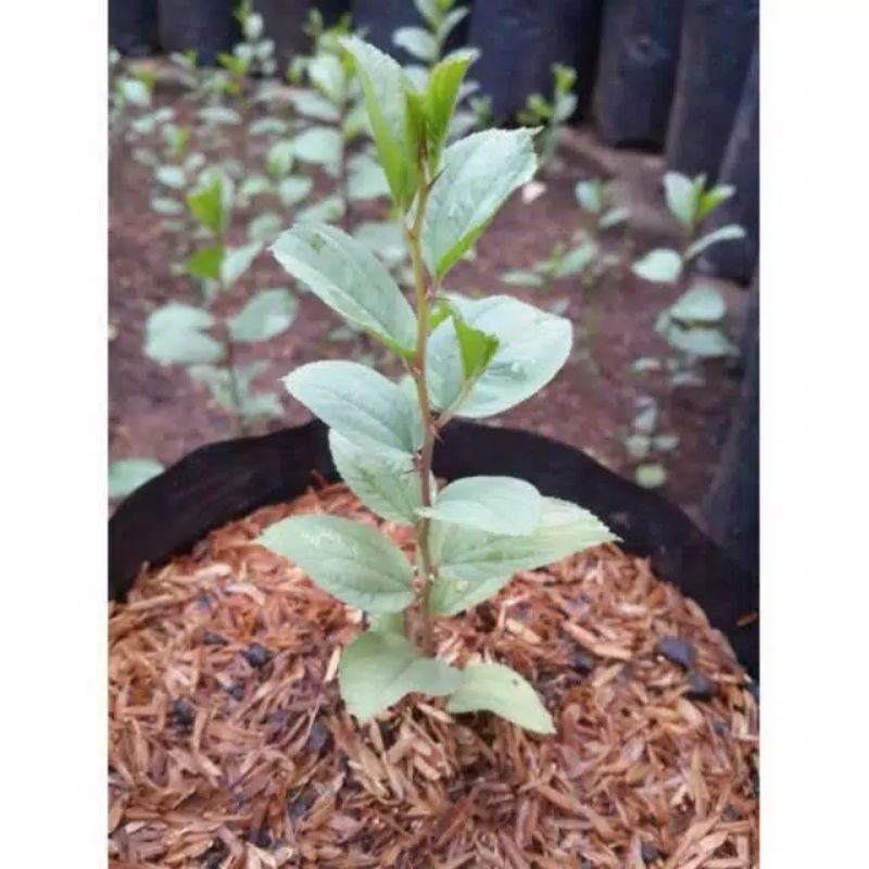 Bibit Tanaman Bidara Arab Sidr / Pohon Bidara Arab