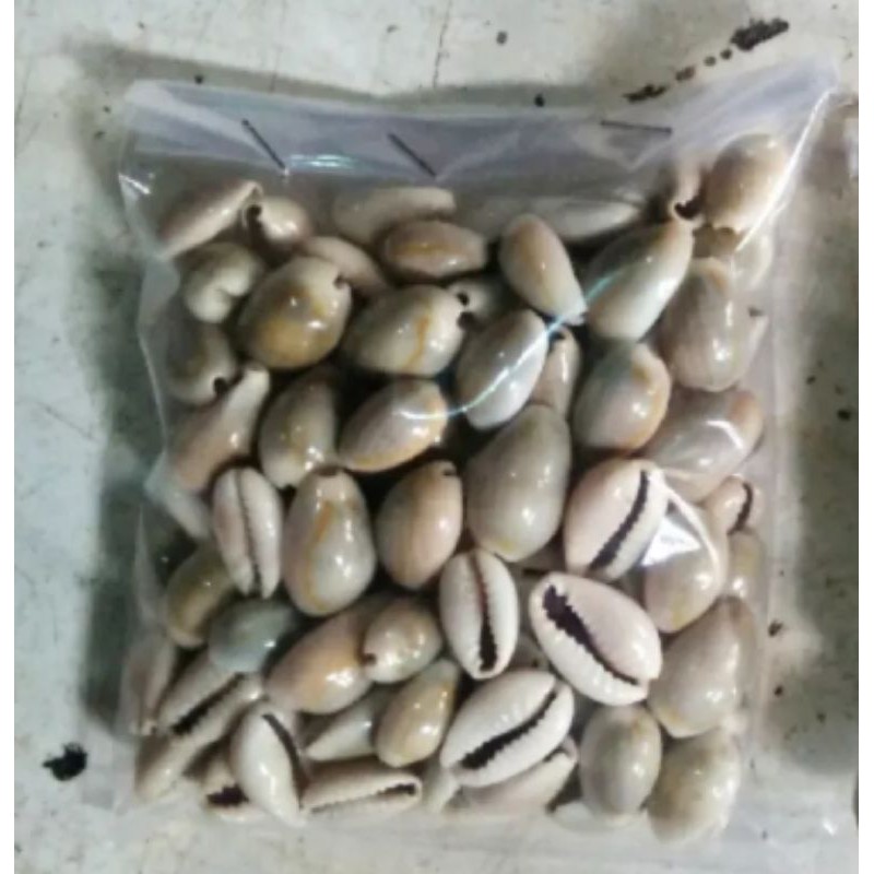 Biji congklak asli dari kerang 100 pcs kuwukcongklak original asli dari alam