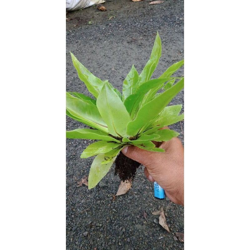 Kadaka / Kadaka Aquascape / Kadaka Lasagna / Kadaka Mini/ Kadaka Hutan Murah